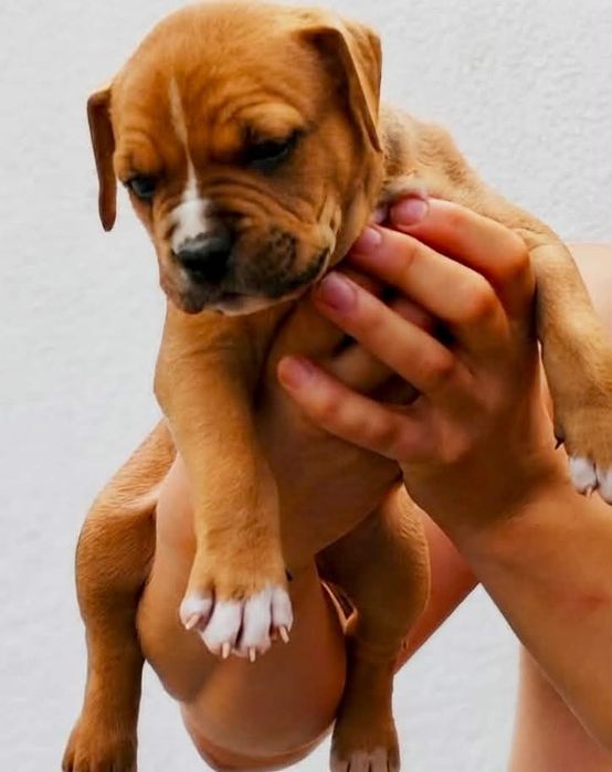 RUDO-BIAŁY Samiec American Staffordshire Terrier