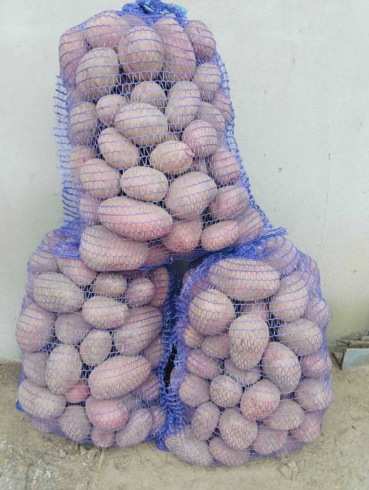 Ziemniaki jadalne Soraya i Baltic Rose