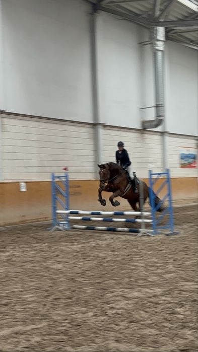 Sprzedam konia !