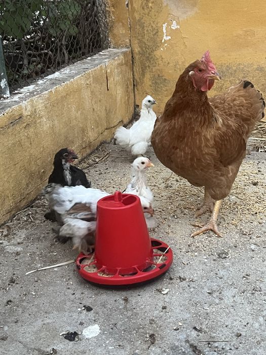 Galinha e Pintainhos