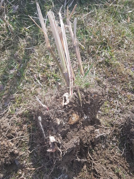 Bambus trawa MISKANT olbrzymi  duze sadzonki
