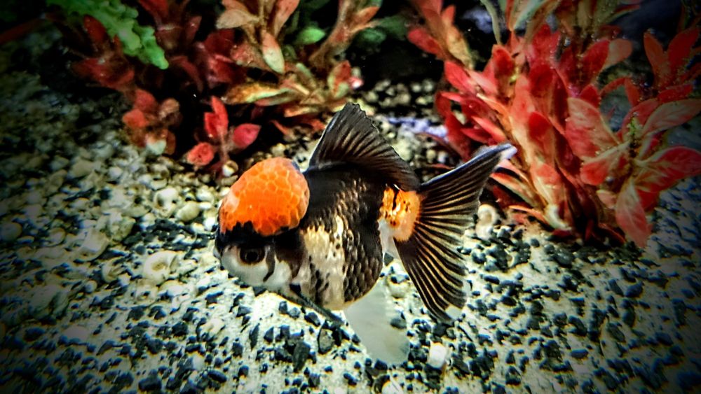 Welonki ,,oranda tricolor,, goldfish welon złota rybka