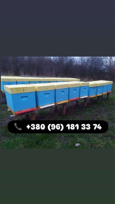 Продам бджолопакети. Бджолосімʼї.
