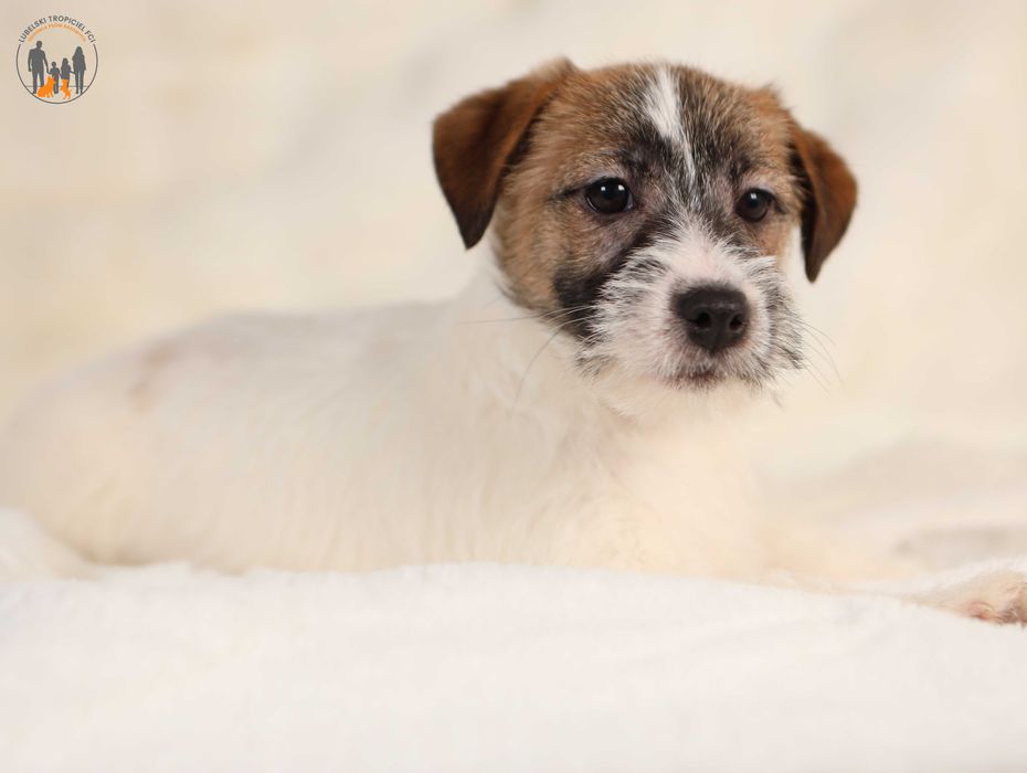 Jack Russell Terrier ZKwP FCI piękna suczka