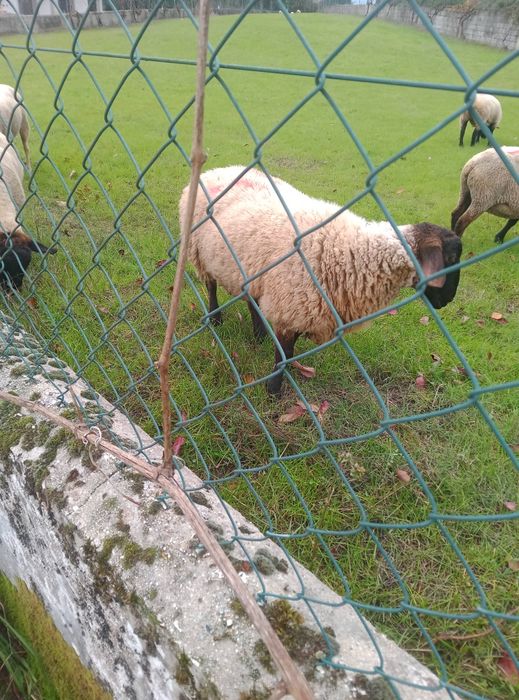 Borrego macho suffolk com 11 meses idade