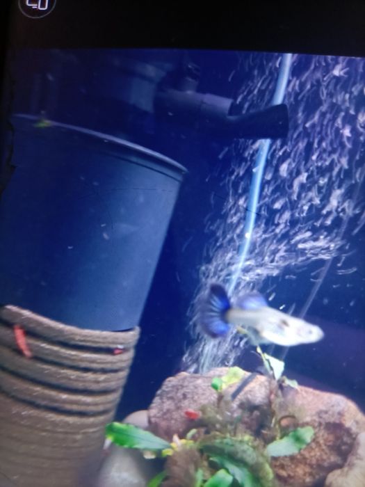 Gupiki dumbo halfmoon