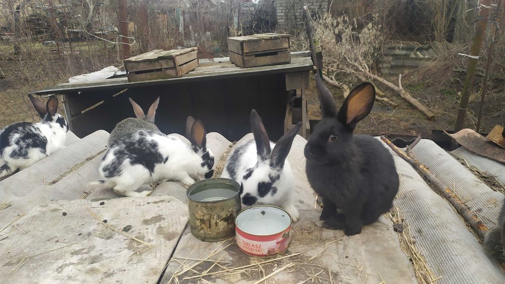 Кролики, крольчата 2 мес