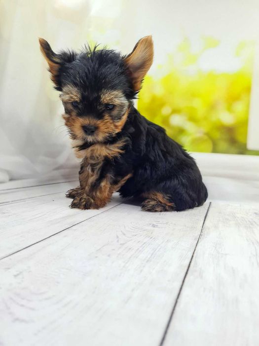 Чисокровні йорки.Гарні породні дані