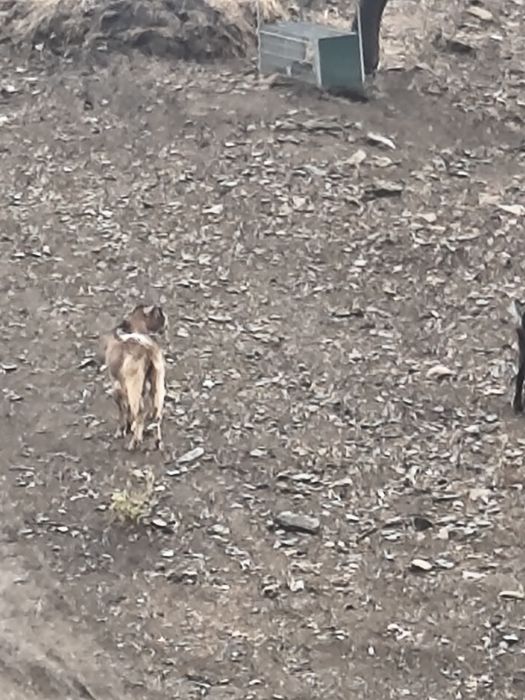 Vendo um Chivo em Moncorvo