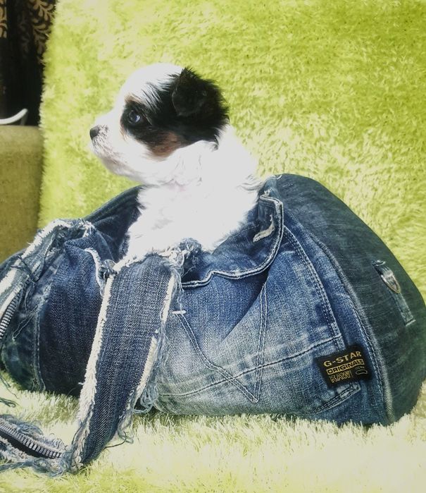 Біверйорк цуценя