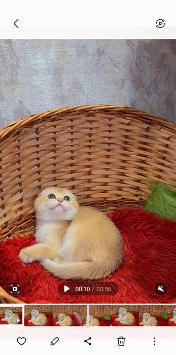 Красавица золотая шиншилла