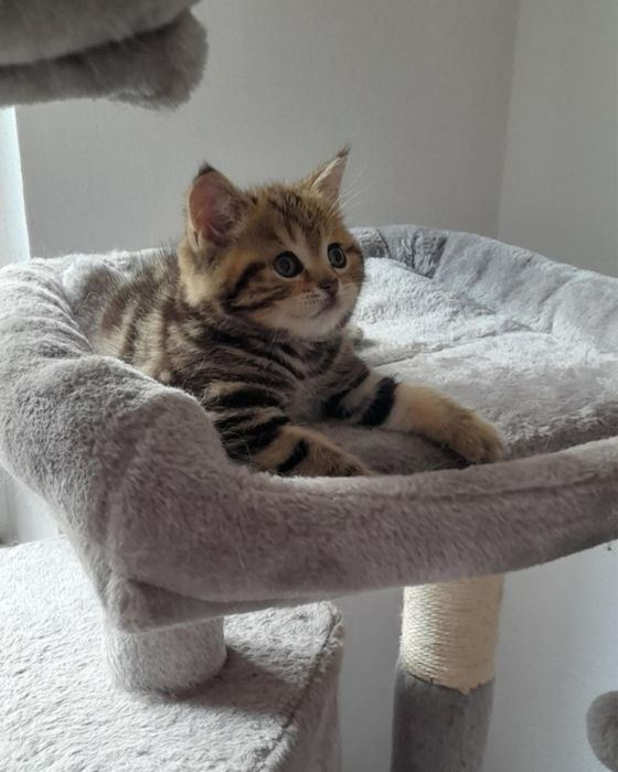 Dziewczynka marmurowa N22