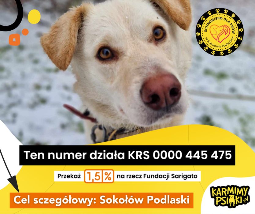 Schronisko dla Psów Sokołów Podl.