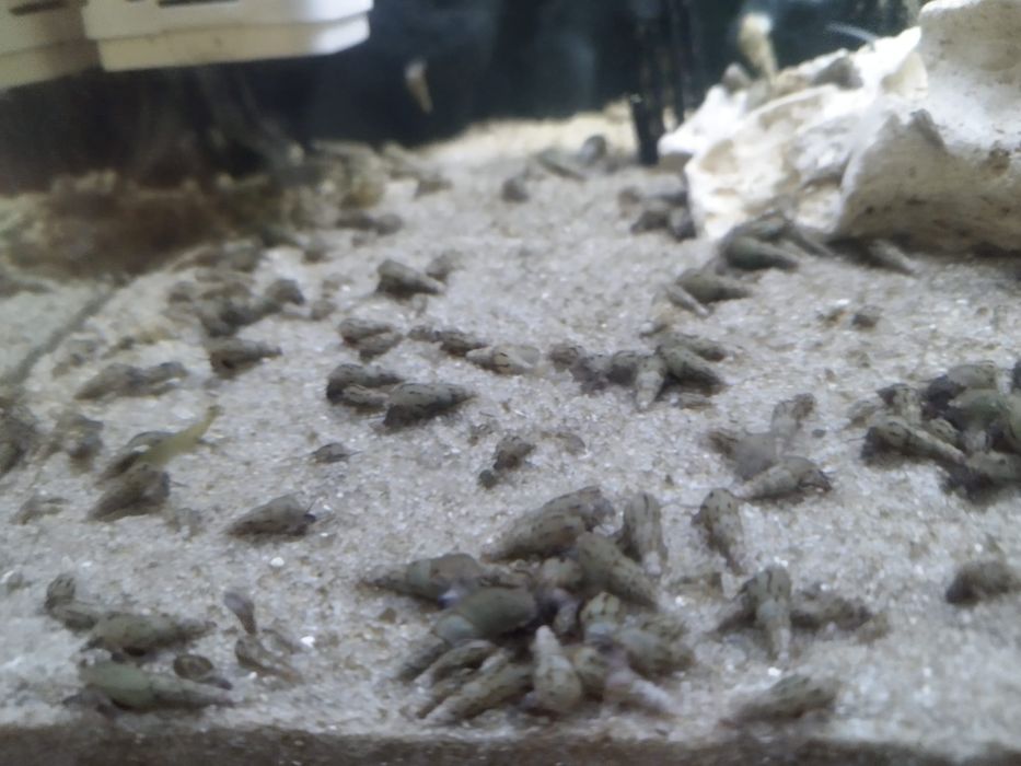 Pożyteczne Ślimaki Świderki !!!