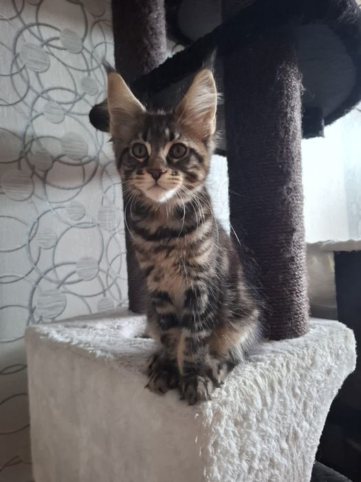 Sprzedam wyjątkowo piękną koteczke Maine Coon
