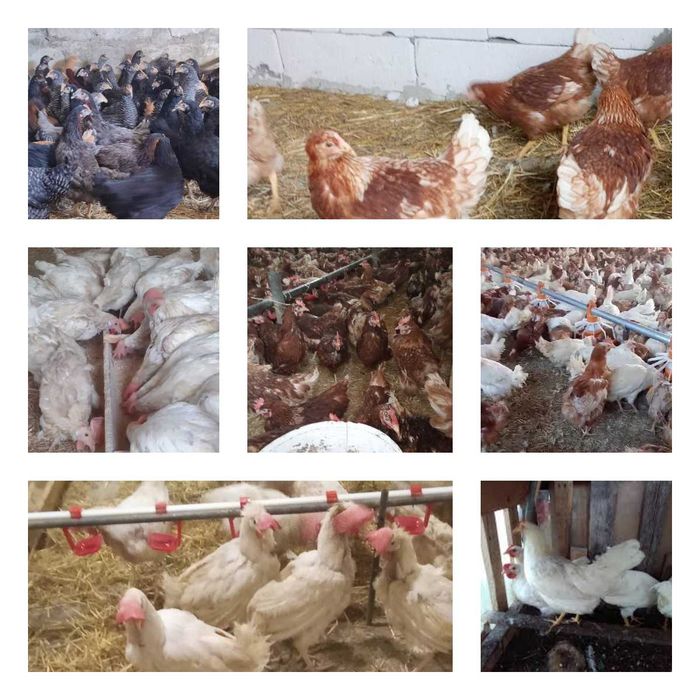 Продам кури несушки! Доставка безкоштовна. Кагарлик!