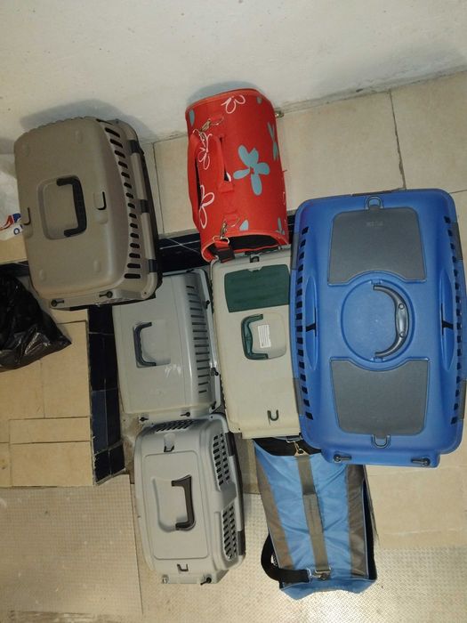 Várias Transportadoras cão, gato ou exoticos