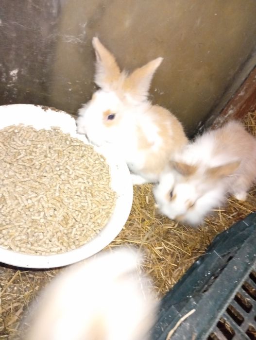 Młode króliki miniaturki