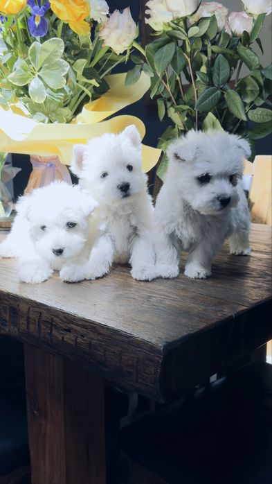 West  highland  terrier . Samiec , promocja na weekend .
