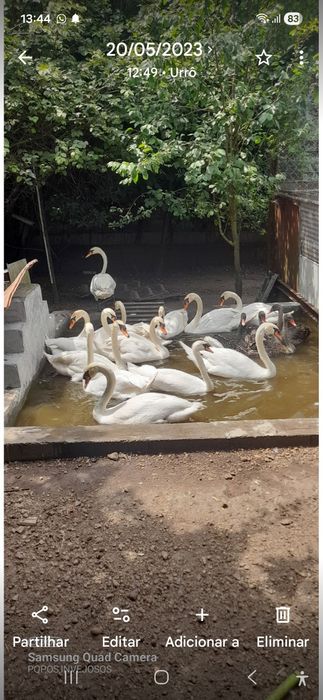 Cisnes  brancos com muito bom porte com idade de criação