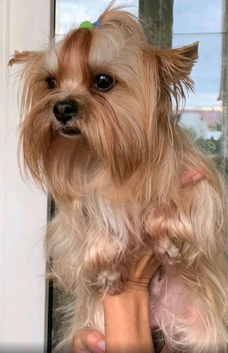 Вязка Йорк Трускавець