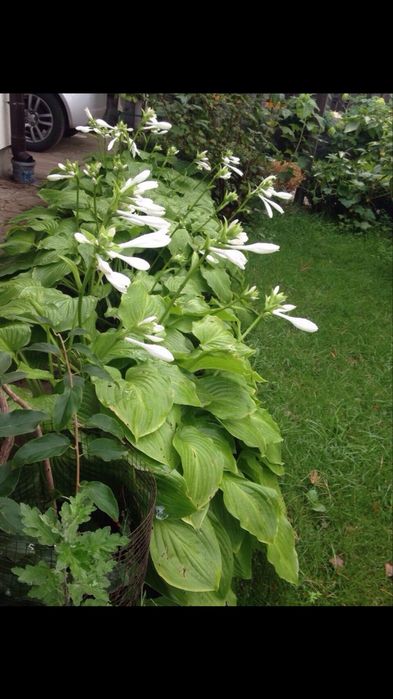 Хоста садова сортова