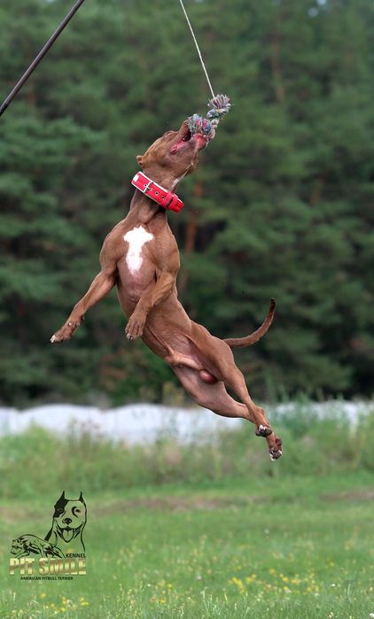 Цуценята Американського Пітбультер'єра.