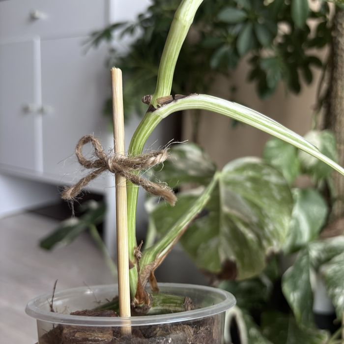 Монстера Albo Variegata