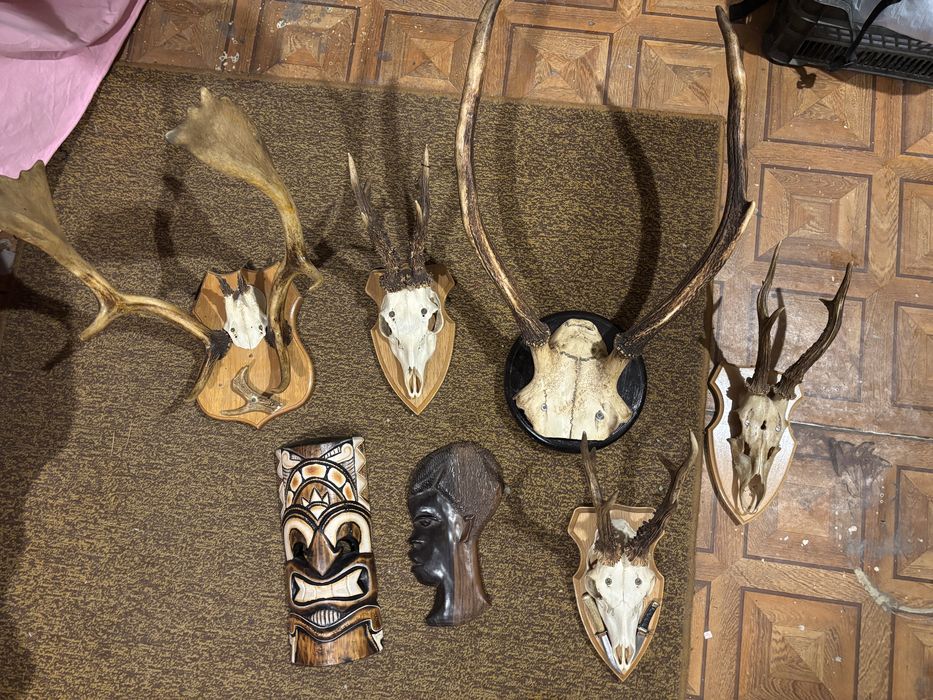 Komplet poroży i plaskorzeźby