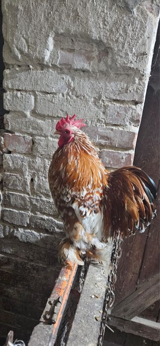 Kochin minaturowy- Koguty barwa biała i porcelanowa