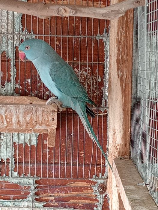 Vendo Ring nek fêmea