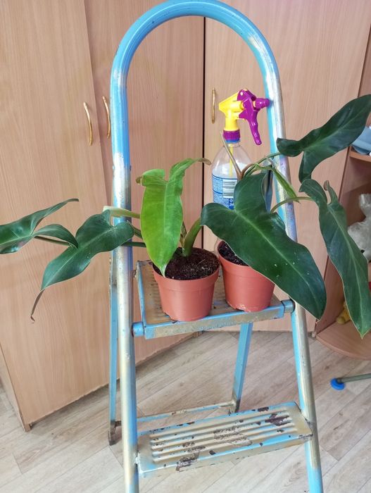 Филодендроны сорта