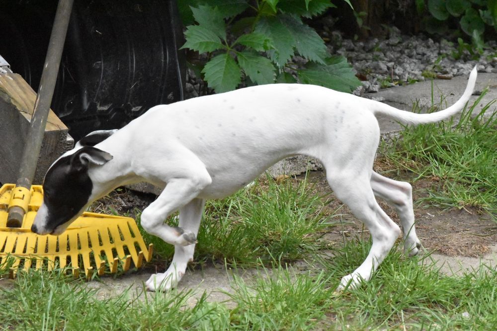 Chart angielski whippet suczka ZKwP FCI