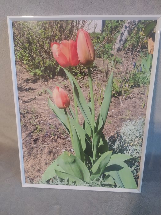 Obrazy tulipany w ogrodzie