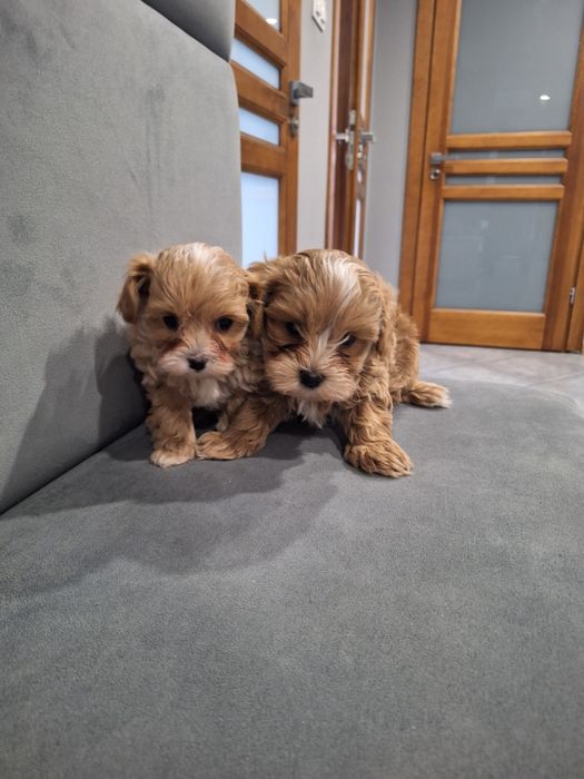 Piesk Maltipoo mini wzorcowy