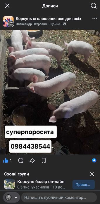 Продам поросята