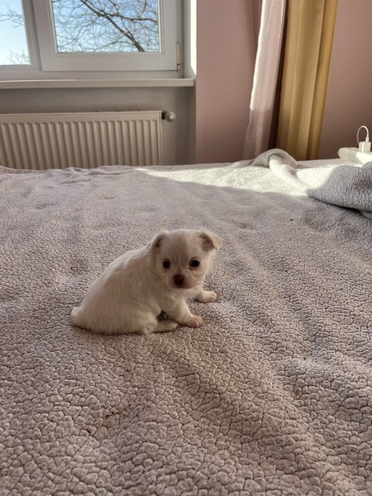 Продаж Чихуахуа цуценятки Львів