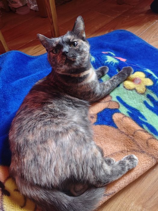 Киці потрібен господар