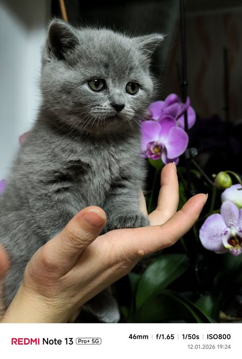 Шотландські кошенята