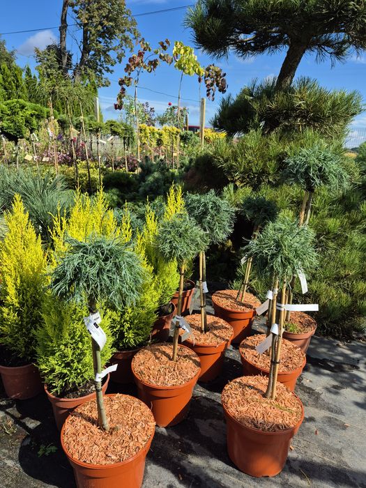 Iglaki miniaturowe , iglaki szczepione na pniu.