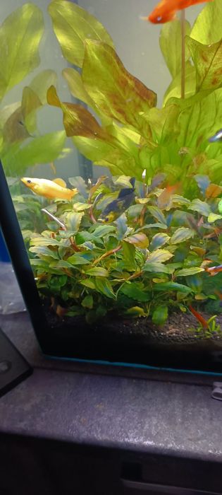 Bucephalandra Shine Blue, przepiękna, kwitnąca, zdrowa