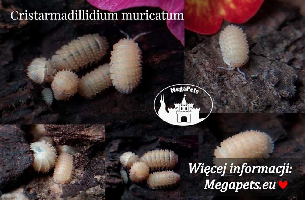 Cristarmadillidium muricatum Kulanki Stonogi Izopody Prosionki Ślimaki