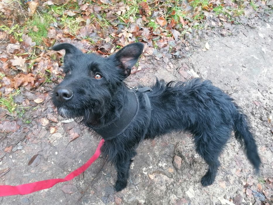 WĘGIELEK młody energiczny piesek szuka domu