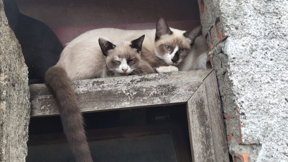 Gatas para Adoção Rsponsável