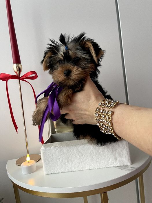 VIP Йорки — Гарантовано закохаєтесь з першого погляду