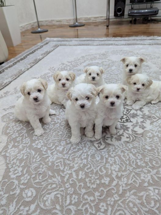 Мальтійська болонка - цуценята з документами | ІФ
область