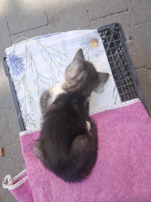 Котик в добрі руки