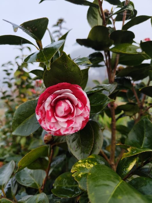 Camélias entre 1.8 metros e 3 metros