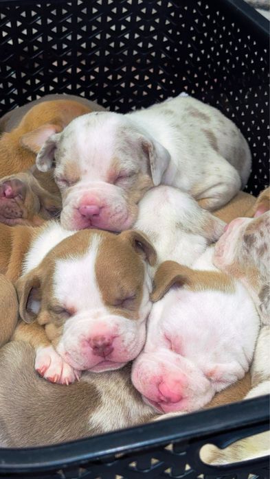 American Bully XL ABKC Titan