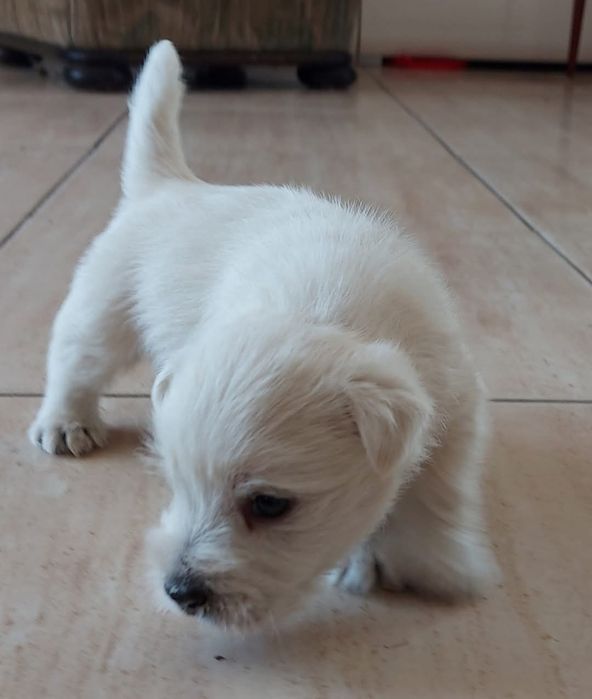 West highland white terrier zkwp FCI